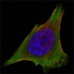 Invitrogen JAK3 Monoclonal Antibody (5H2) 100 &mu;L; Unconjugated:Antibodies,