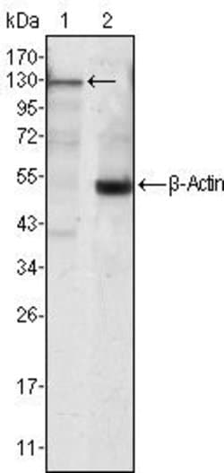 Invitrogen JAK3 Monoclonal Antibody (5H2) 100 &mu;L; Unconjugated:Antibodies,