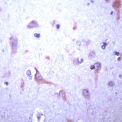 JM4 Rabbit anti-Human, Polyclonal, Invitrogen 1 mL; Unconjugated:Antibodies,