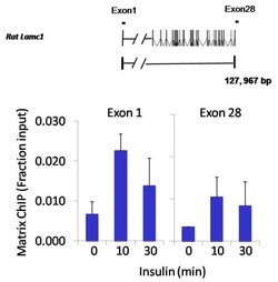 JunB Polyclonal Antibody:Antibodies, Polyclonal