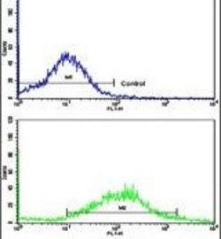 K-cadherin Rabbit anti-Human, Polyclonal, Invitrogen 400 &mu;L; Unconjugated:Antibodies,