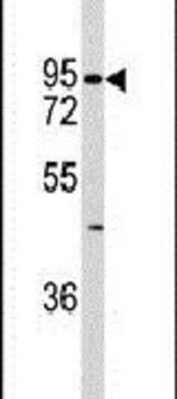 K-cadherin Rabbit anti-Human, Polyclonal, Invitrogen 400 &mu;L; Unconjugated:Antibodies,