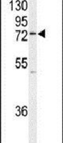 UFL1 Rabbit anti-Human, Polyclonal, Invitrogen 400 μL; Unconjugated:Antibodies,