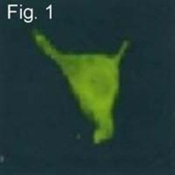 Invitrogen KCNH2 Polyclonal Antibody 100 &mu;L | Buy Online | Invitrogen&trade; | Fisher Scientific