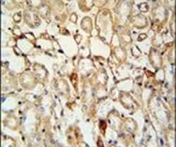 KCNV1 Polyclonal Antibody, Invitrogen 400 &mu;L; Unconjugated:Antibodies,