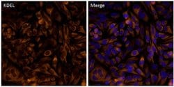 Invitrogen™ KDEL Polyclonal Antibody, Alexa Fluor™ 555