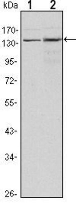 JMJD1A Monoclonal Antibody (1E12):Antibodies, Monoclonal