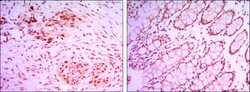 Invitrogen JMJD2A Monoclonal Antibody (5H1) 100 &mu;L; Unconjugated:Antibodies,