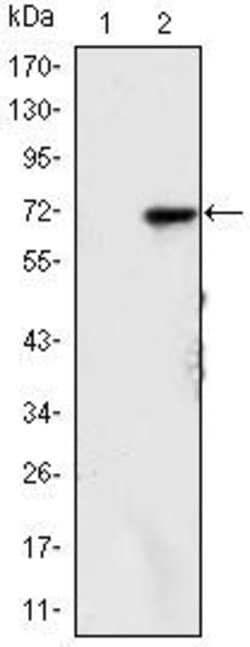 Invitrogen JMJD2A Monoclonal Antibody (5H1) 100 &mu;L; Unconjugated:Antibodies,