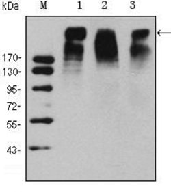 Invitrogen Ki-67 Monoclonal Antibody (8D5) 100 &mu;L; Unconjugated:Antibodies,