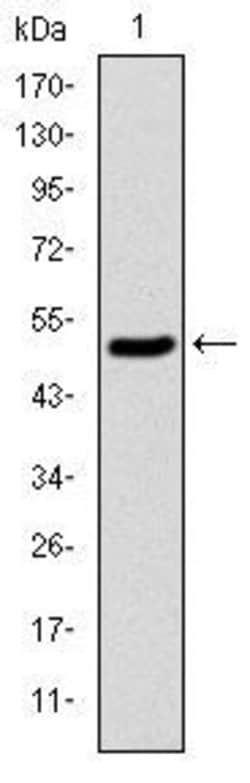 Invitrogen KID Monoclonal Antibody (1E3) 100 &mu;L; Unconjugated:Antibodies,