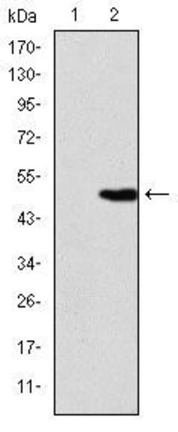 Invitrogen KID Monoclonal Antibody (1E3) 100 &mu;L; Unconjugated:Antibodies,