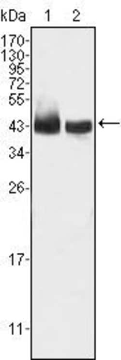 Invitrogen KLF15 Monoclonal Antibody (2G8) 100 &mu;L; Unconjugated:Antibodies,