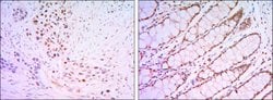 Invitrogen KLF4 Monoclonal Antibody (1E5) 100 &mu;L; Unconjugated:Antibodies,