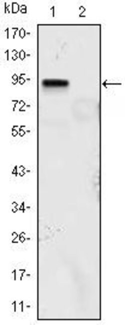 Invitrogen KLF4 Monoclonal Antibody (1E5) 100 &mu;L; Unconjugated:Antibodies,