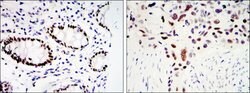 Invitrogen KLF4 Monoclonal Antibody (1E6) 100 &mu;L; Unconjugated:Antibodies,