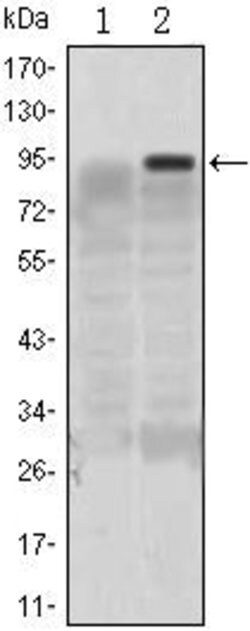Invitrogen KLF4 Monoclonal Antibody (1E6) 100 &mu;L; Unconjugated:Antibodies,