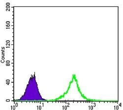 Invitrogen KLHL11 Monoclonal Antibody (1B9A8) 100 &mu;L; Unconjugated:Antibodies,