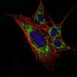 Invitrogen KLHL11 Monoclonal Antibody (1B9A8) 100 &mu;L; Unconjugated:Antibodies,