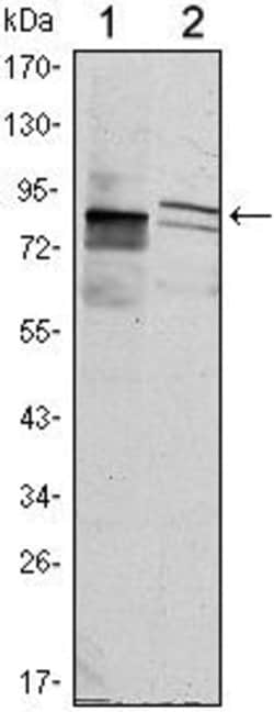 Invitrogen KLHL11 Monoclonal Antibody (1B9A8) 100 &mu;L; Unconjugated:Antibodies,