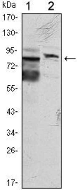 KLHL11 Monoclonal Antibody (1B9C1):Antibodies, Monoclonal