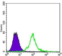 Invitrogen KLHL13 Monoclonal Antibody (8D1) 100 &mu;L; Unconjugated:Antibodies,