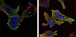 Invitrogen KLHL13 Monoclonal Antibody (8D1) 100 &mu;L; Unconjugated:Antibodies,