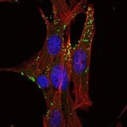 Invitrogen KLHL1 Monoclonal Antibody (3A8) 100 &mu;L; Unconjugated:Antibodies,