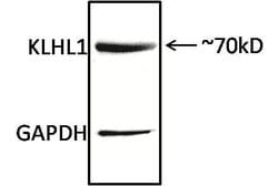 Invitrogen KLHL1 Monoclonal Antibody (3A8) 100 &mu;L; Unconjugated:Antibodies,