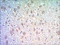 Invitrogen KLHL21 Monoclonal Antibody (2H4) 100 &mu;L; Unconjugated:Antibodies,