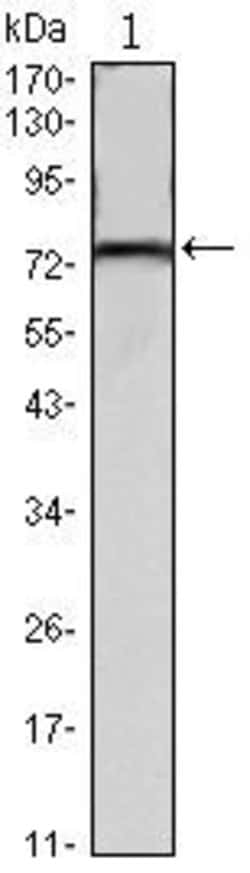 Invitrogen KLHL22 Monoclonal Antibody (7B10) 100 &mu;L; Unconjugated:Antibodies,