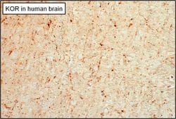 OPRK1 Polyclonal Antibody