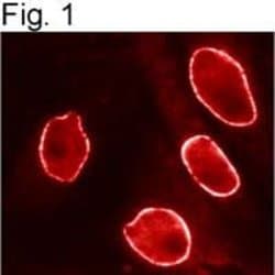 Invitrogen Importin beta-1 Monoclonal Antibody (3E9) 100 &mu;g; Unconjugated:Antibodies,