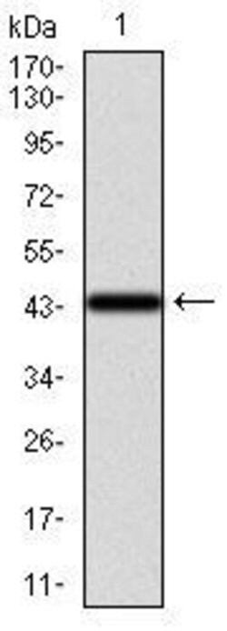 Invitrogen Cytokeratin 13 Monoclonal Antibody (3G4) 100 &mu;g; Unconjugated:Antibodies,
