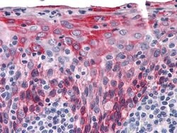 Invitrogen Cytokeratin 15 Monoclonal Antibody (6E7) 100 &mu;L; Unconjugated:Antibodies,