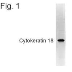 Invitrogen Cytokeratin 18 Monoclonal Antibody (RGE53) 100 &mu;L; Unconjugated:Antibodies,