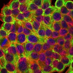 Invitrogen Cytokeratin 19 Monoclonal Antibody (4E8) 100 &mu;L; Unconjugated:Antibodies,