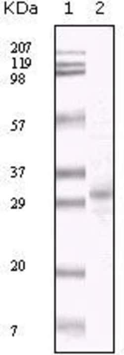 Invitrogen KSHV ORF26 Monoclonal Antibody (2F6B8) 100 &mu;L; Unconjugated:Antibodies,