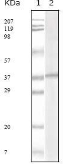 Invitrogen KSHV ORF62 Monoclonal Antibody (5B7B6) 100 &mu;L; Unconjugated:Antibodies,