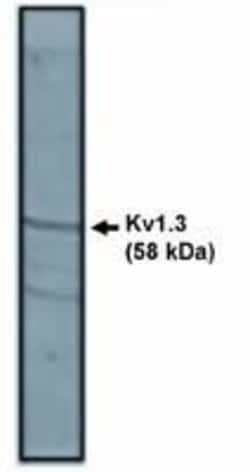 Invitrogen KV1.3 (KCNA3) Polyclonal Antibody 100 &mu;g; Unconjugated:Antibodies,