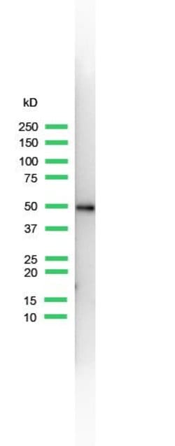 Invitrogen Cytokeratin 14 Monoclonal Antibody (SP53) 500 &mu;L; Unconjugated:Antibodies,