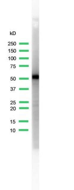 Invitrogen Cytokeratin 5 Monoclonal Antibody (SP27) 500 &mu;L; Unconjugated:Antibodies,