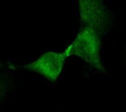 Invitrogen Kinesin 5B Polyclonal Antibody 100 &mu;g; Unconjugated:Antibodies,