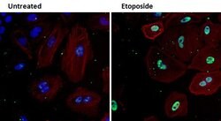 Ku70 Mouse anti-Hamster, Human, Mouse, Non-human primate, Xenopus laevis,