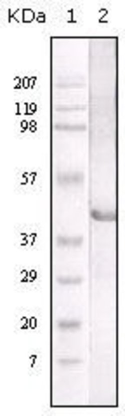 Invitrogen LIPA Monoclonal Antibody (9G7F12) 100 &mu;L; Unconjugated:Antibodies,
