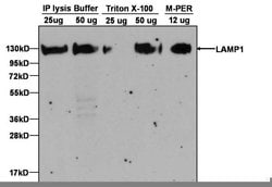 Invitrogen LAMP1 Monoclonal Antibody (LY1C6) 100 &mu;g; Unconjugated:Antibodies,