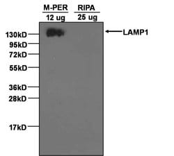 Invitrogen LAMP1 Monoclonal Antibody (LY1C6) 100 &mu;g; Unconjugated:Antibodies,