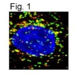 Invitrogen LAMP1 Polyclonal Antibody 100 &mu;g; Unconjugated:Antibodies,
