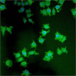 Invitrogen LAP1 Monoclonal Antibody (RL13) 200 &mu;L; Unconjugated:Antibodies,