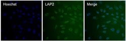Invitrogen™ LAP2 Monoclonal Antibody (RL29)
